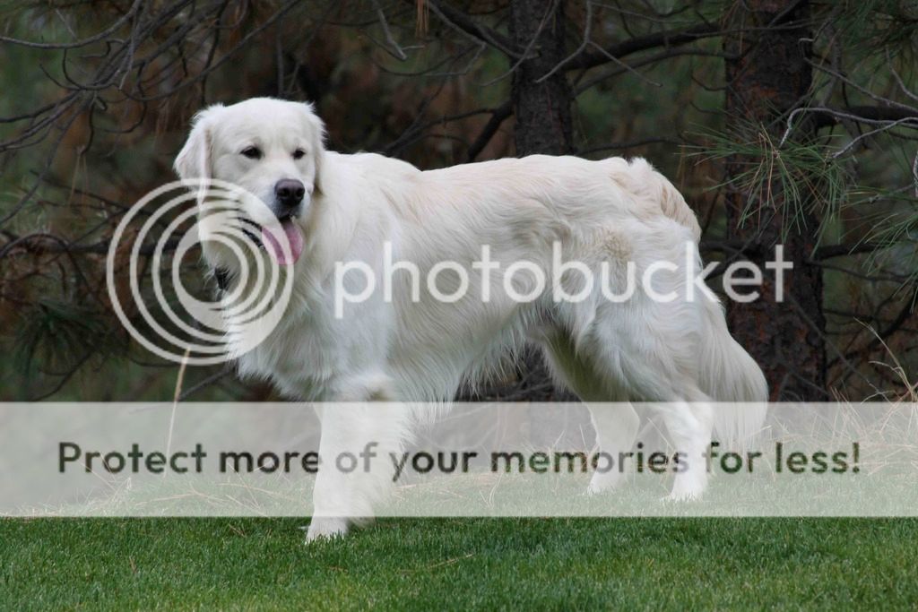 Dog picture
