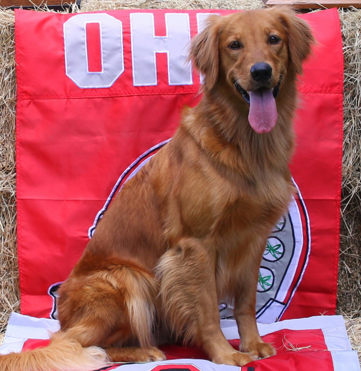 Dog picture