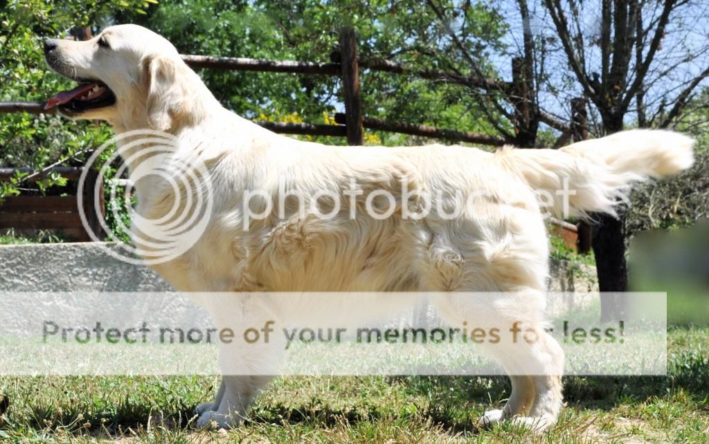 Dog picture