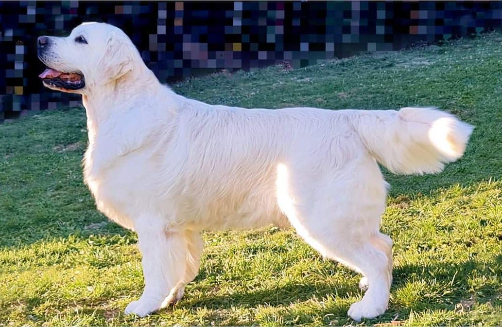 Dog picture