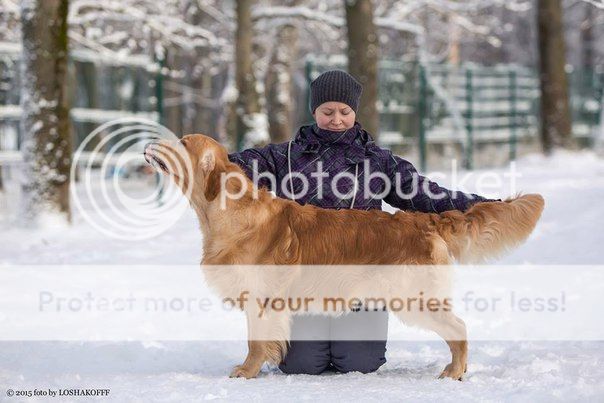 Dog picture