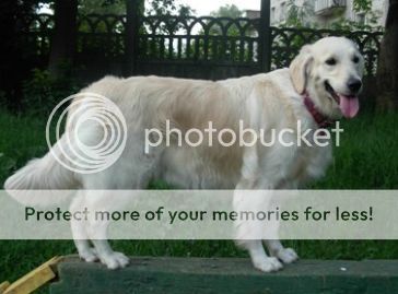 Dog picture