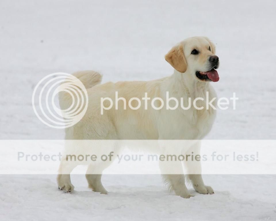 Dog picture