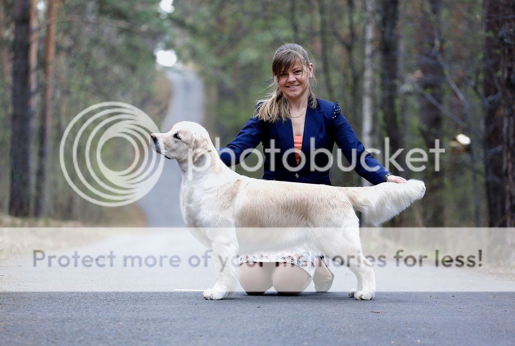 Dog picture