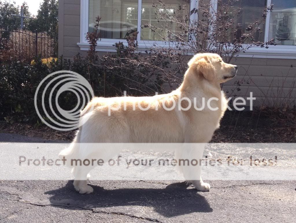 Dog picture