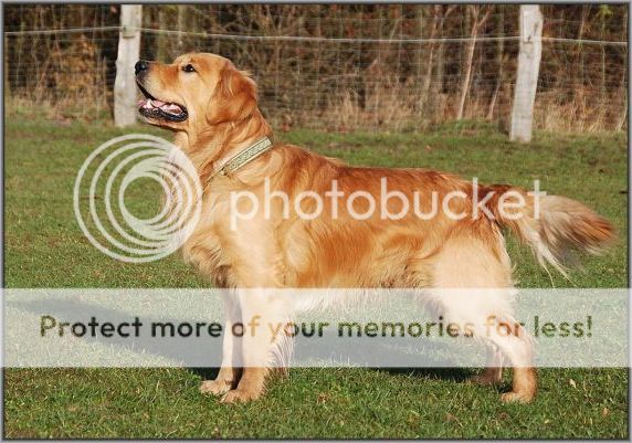 Dog picture