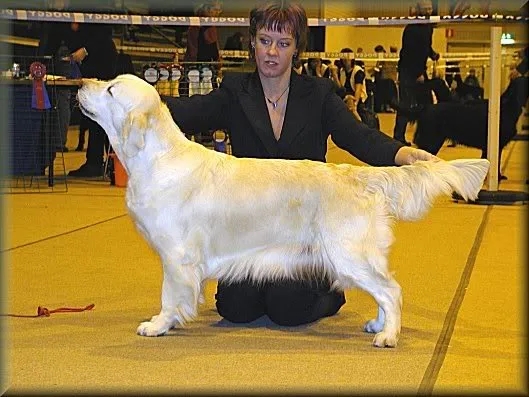 Dog picture