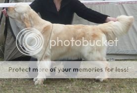 Dog picture