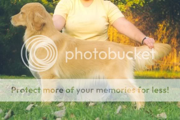Dog picture