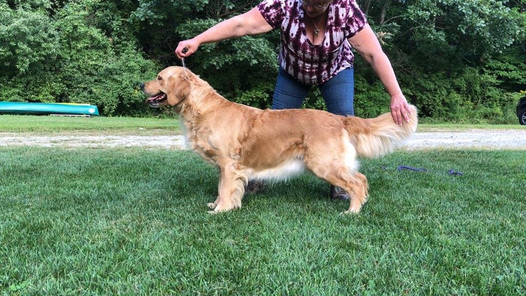Dog picture