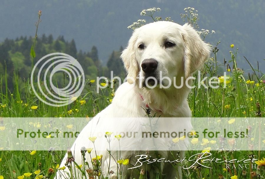Dog picture