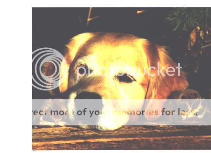 Dog picture