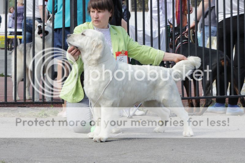 Dog picture
