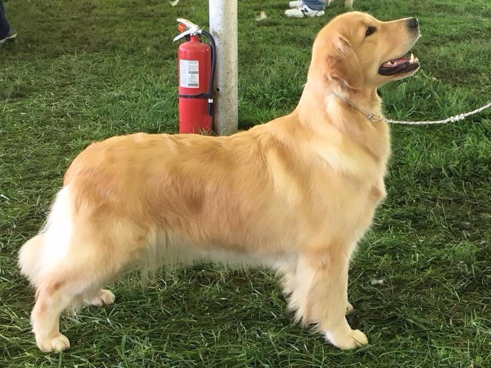 Dog picture
