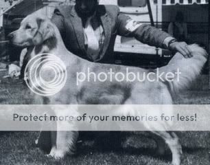 Dog picture
