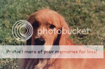 Dog picture