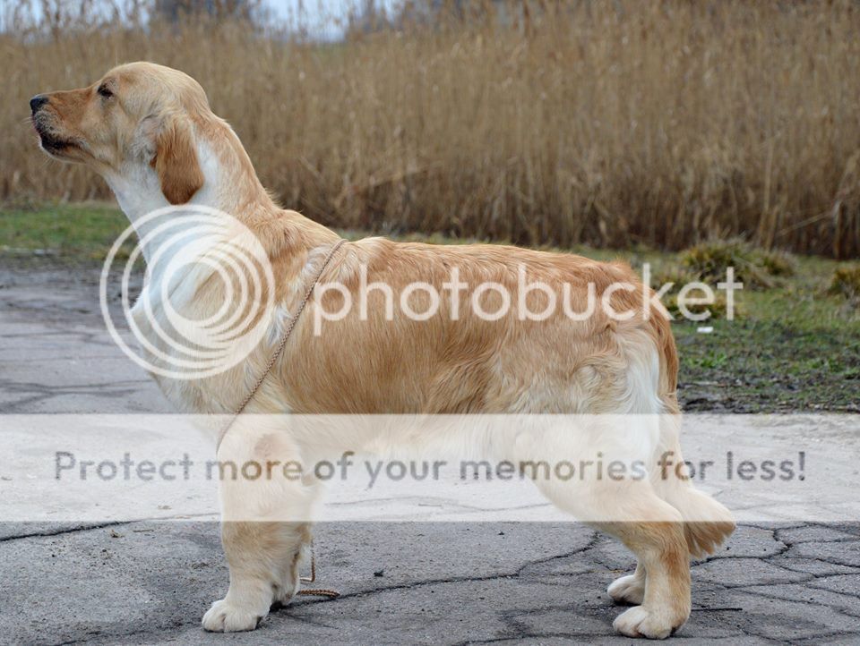 Dog picture