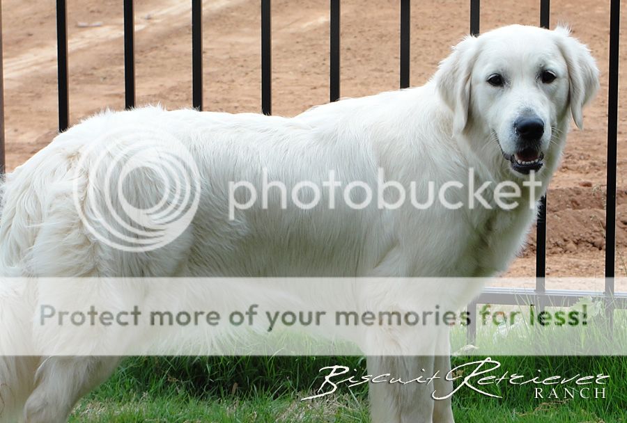 Dog picture