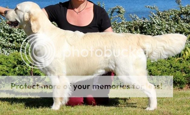 Dog picture