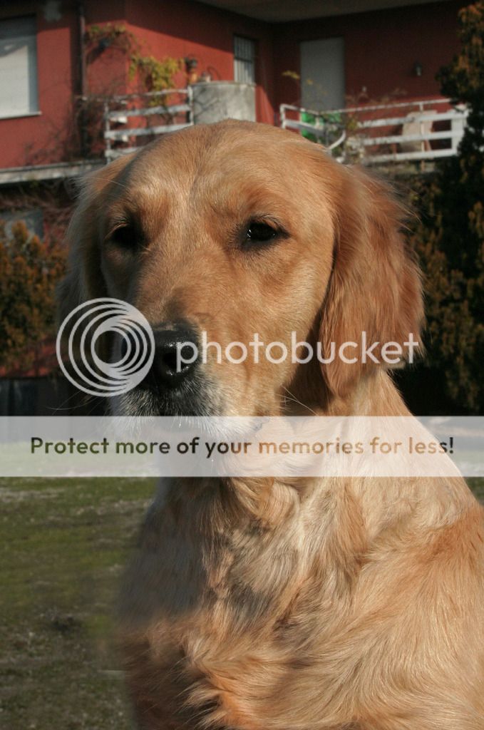 Dog picture