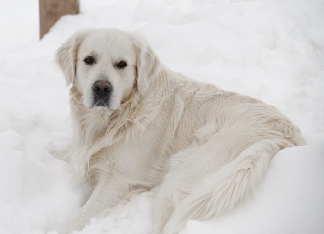 Dog picture
