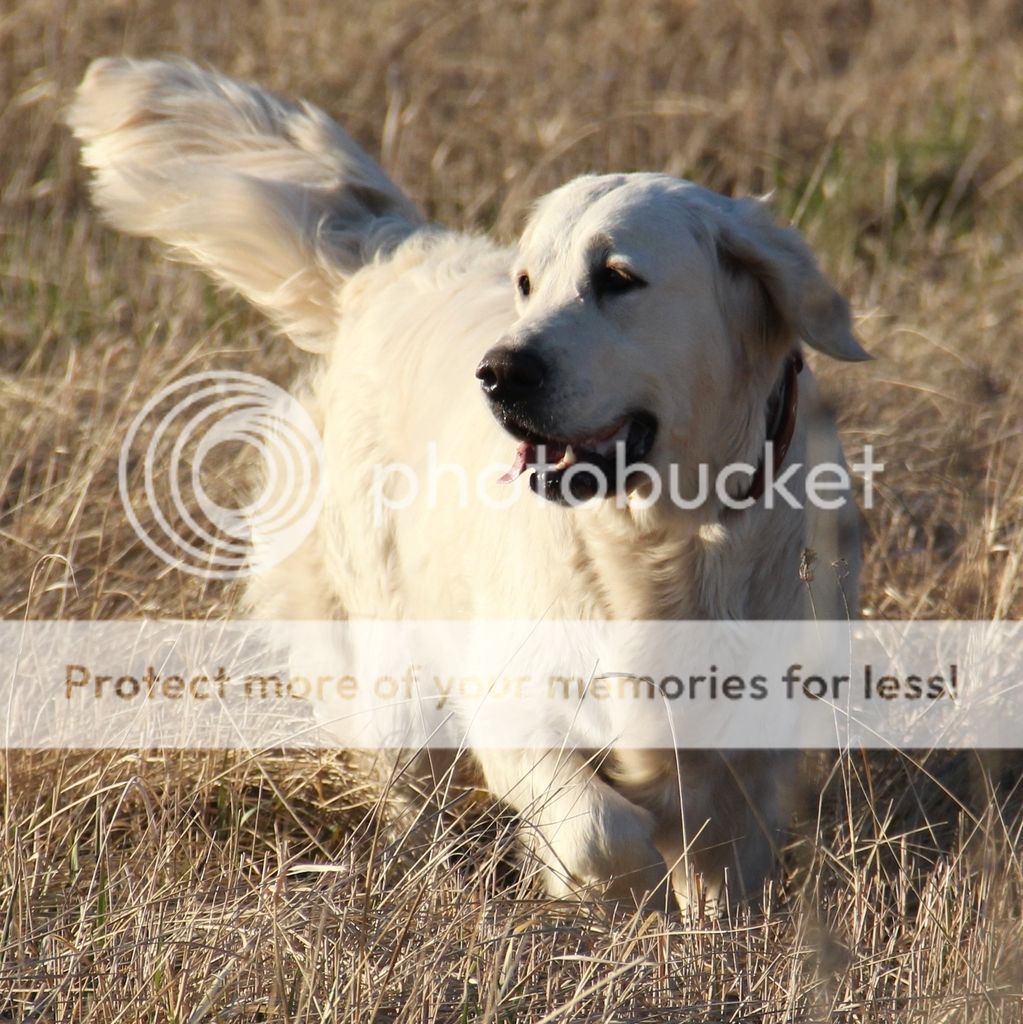 Dog picture