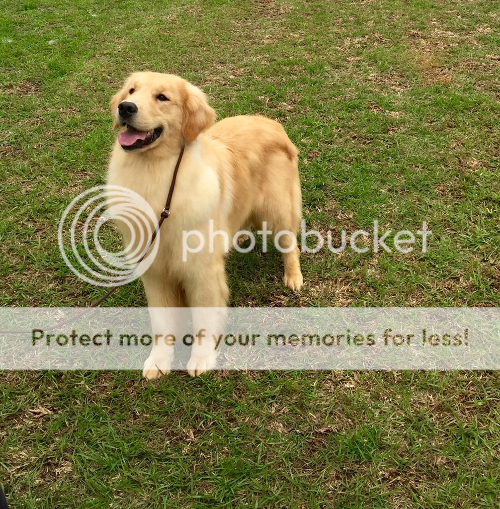 Dog picture
