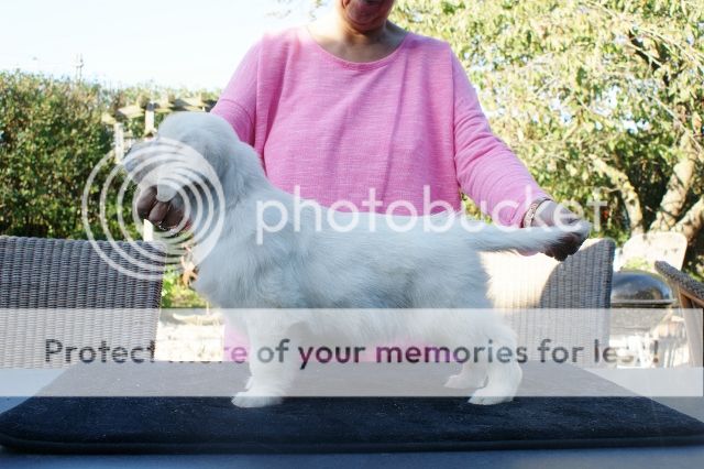 Dog picture