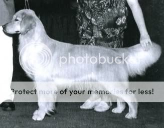 Dog picture