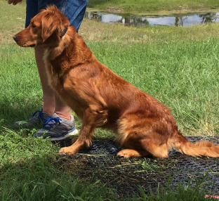 Dog picture