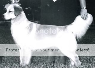Dog picture