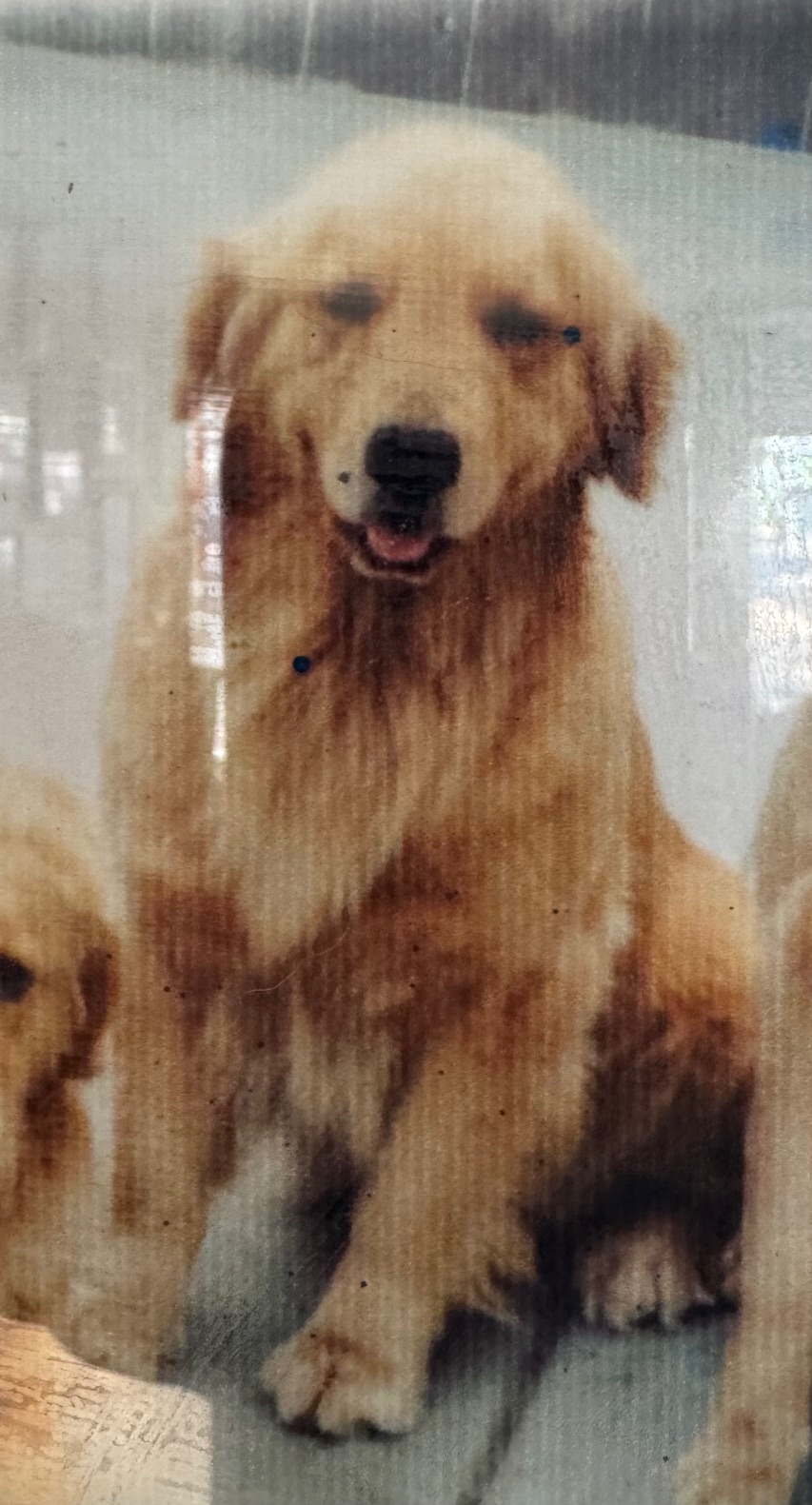 Dog picture