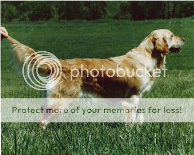 Dog picture