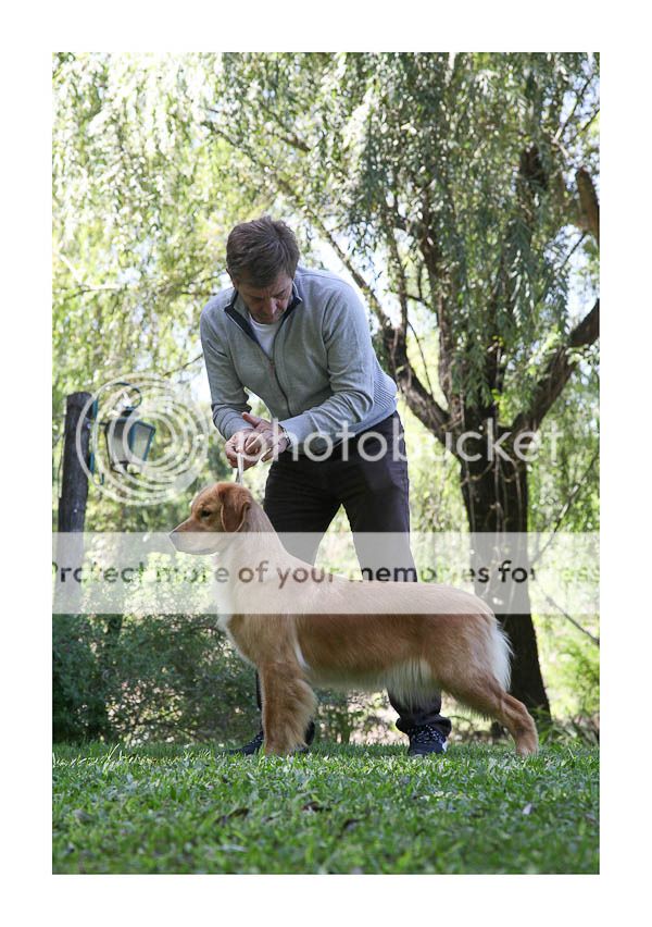 Dog picture
