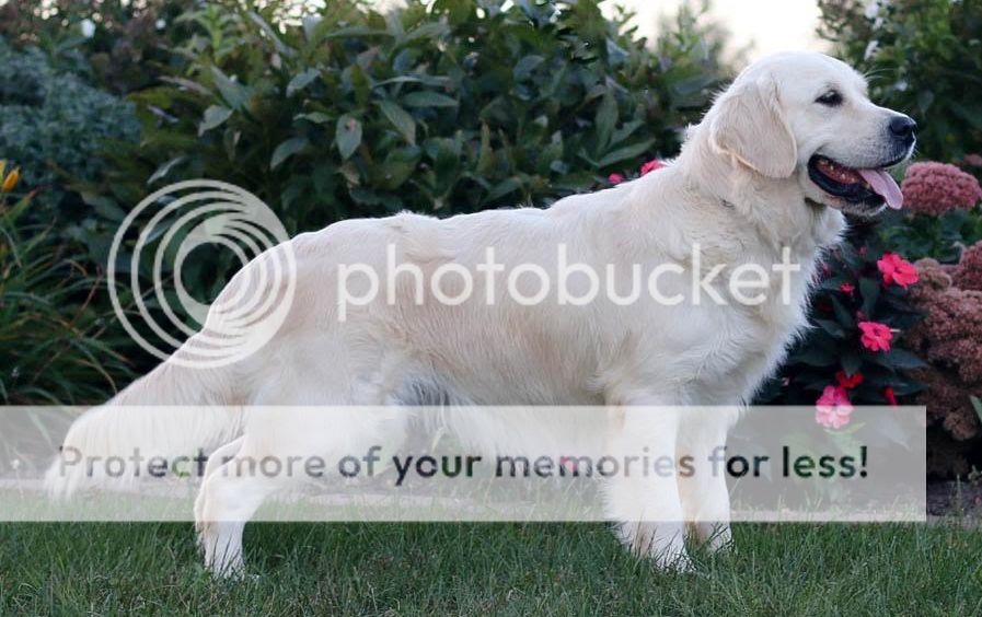 Dog picture