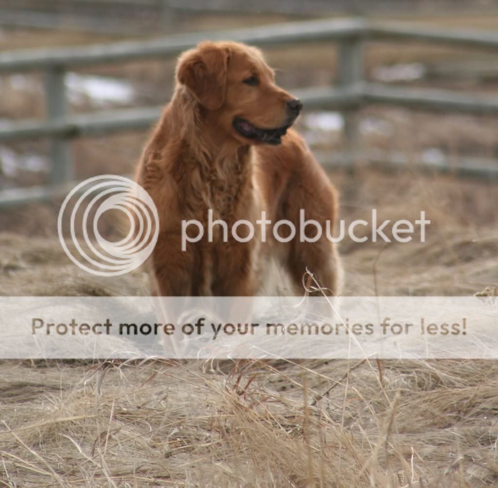 Dog picture