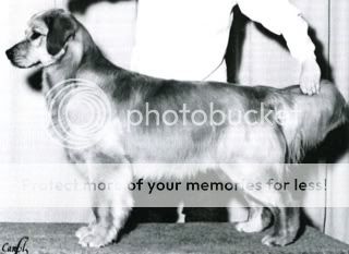 Dog picture