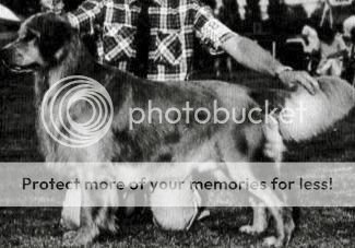 Dog picture