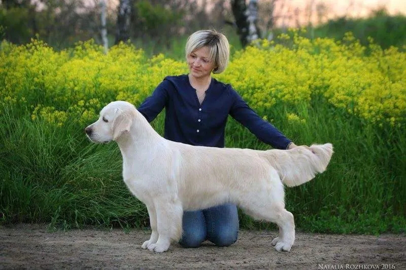 Dog picture