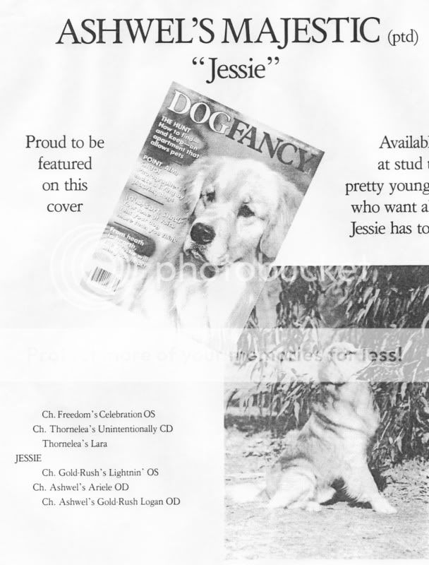 Dog picture