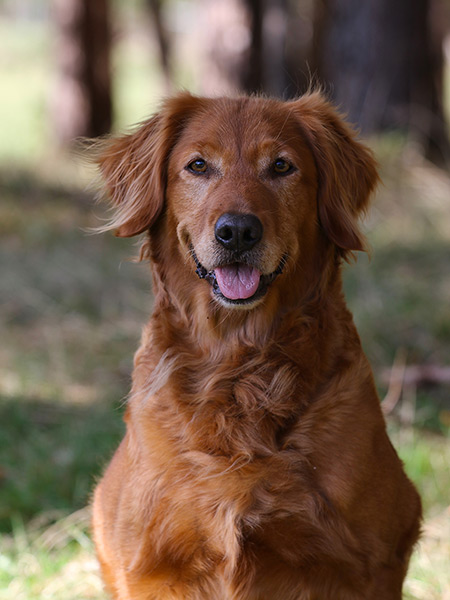 Dog picture