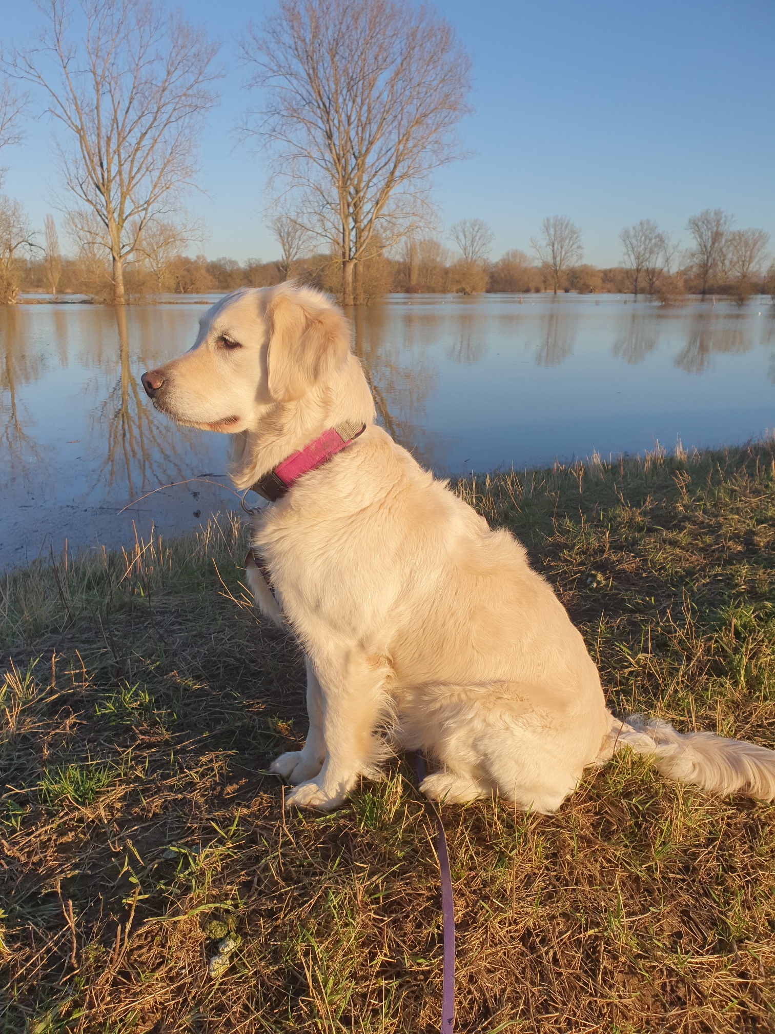 Dog picture