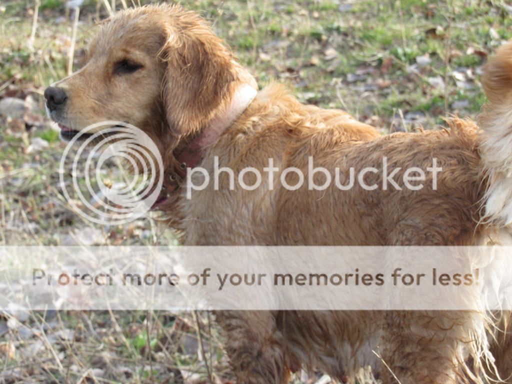Dog picture