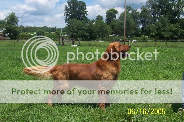 Dog picture