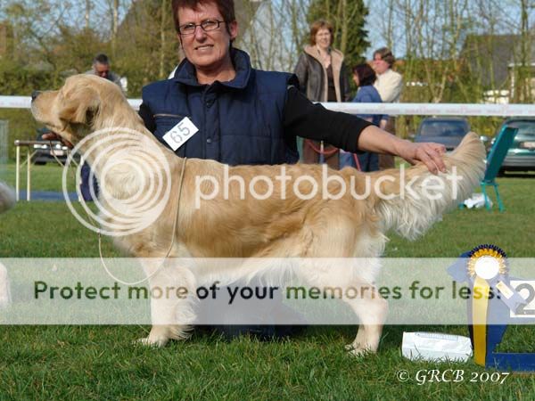 Dog picture
