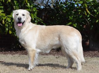 Dog picture