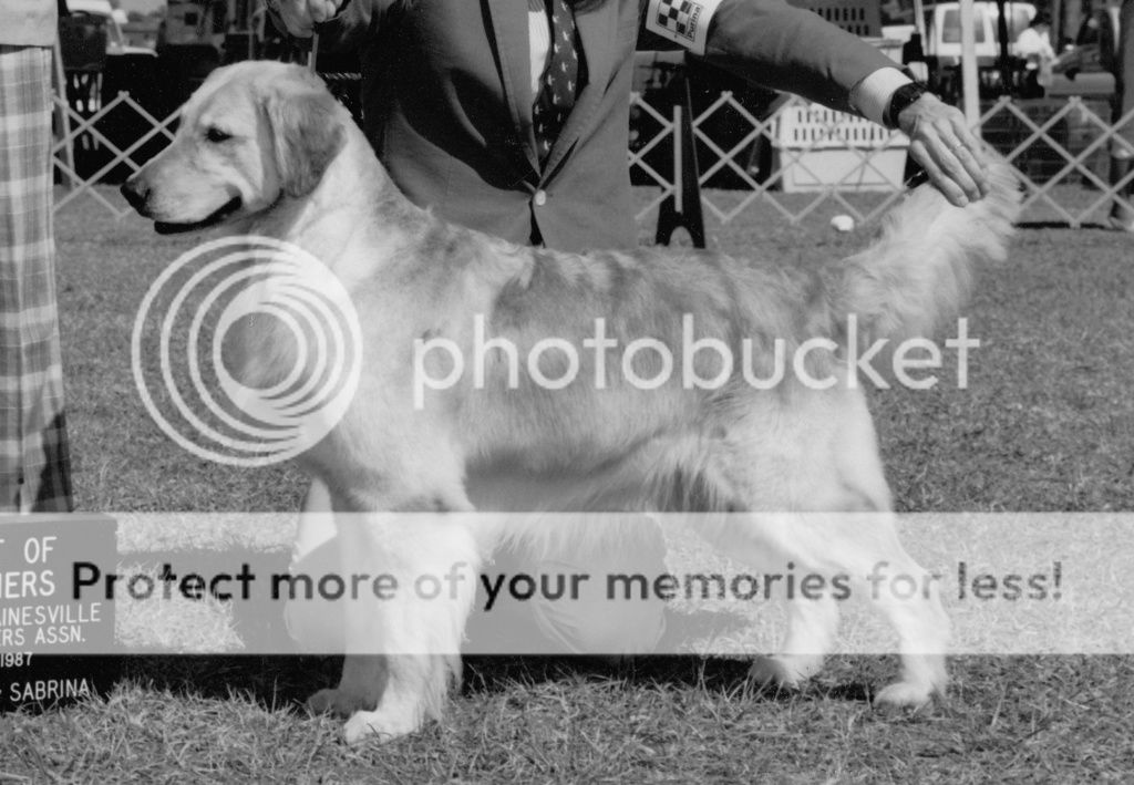 Dog picture