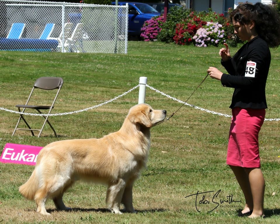 Dog picture