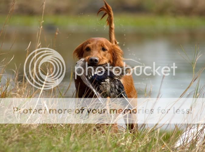 Dog picture