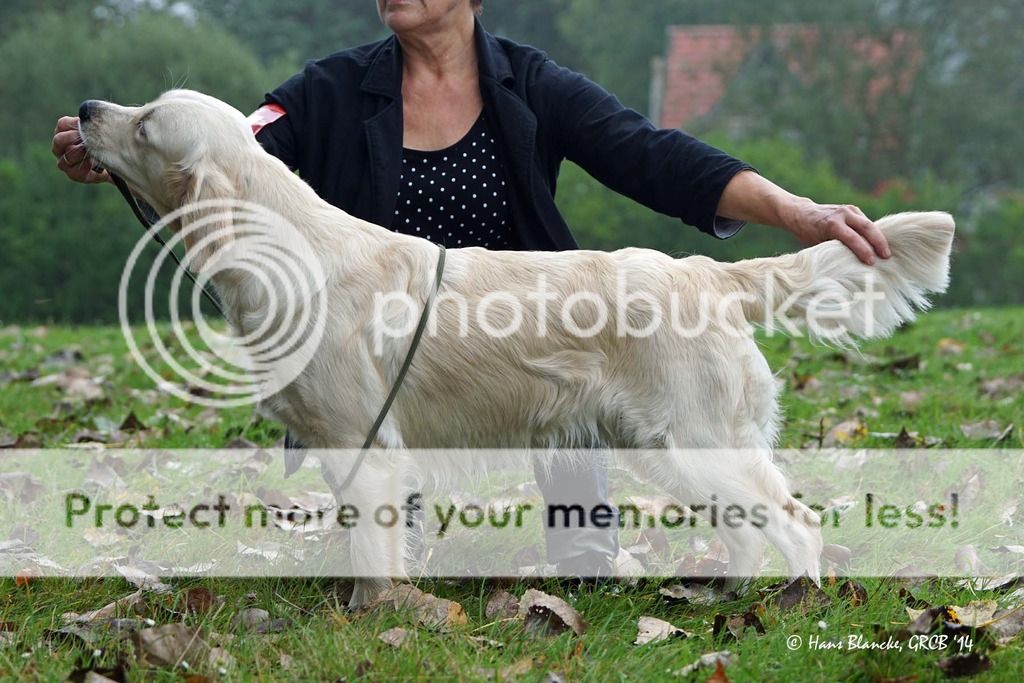 Dog picture